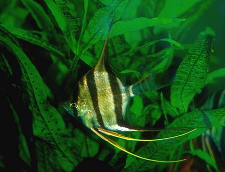 Pterophyllum altum