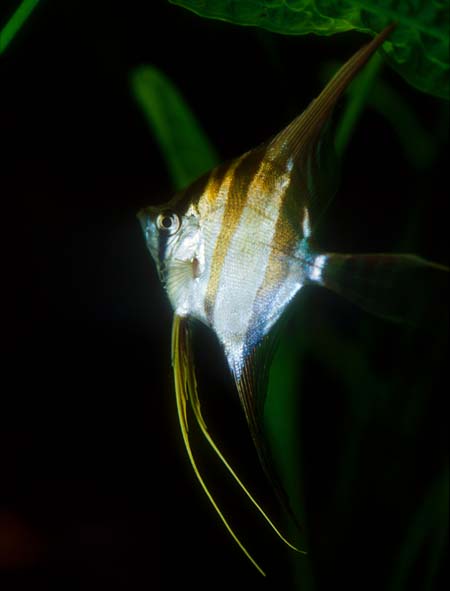 Pterophyllum altum