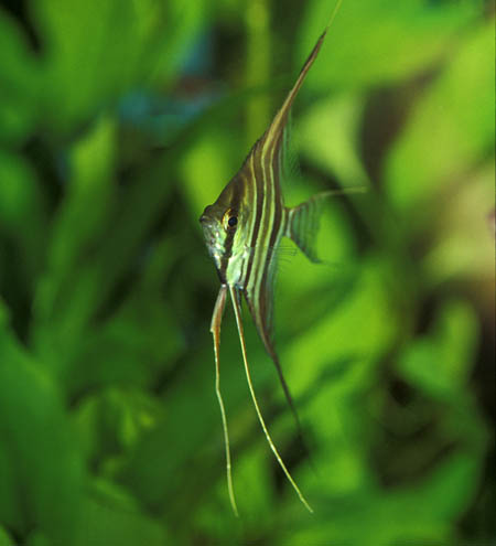 Pterophyllum altum