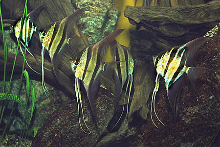 Pterophyllum altum