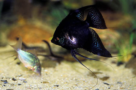 Pterophyllum "scalare"; black form