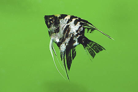 Pterophyllum "scalare"; marbled form