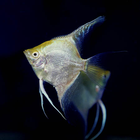 Pterophyllum "scalare"; golden form