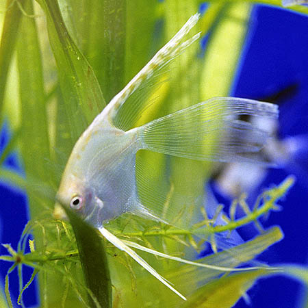 Pterophyllum "scalare"; golden veiltailed form