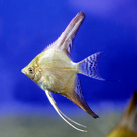 Pterophyllum "scalare"; green flame form