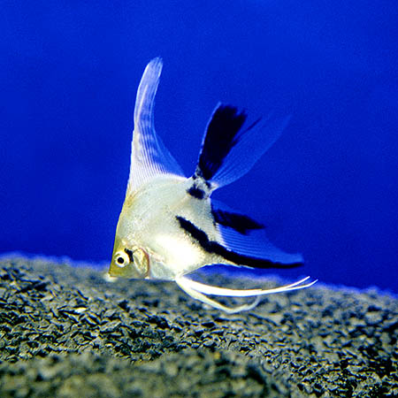 Pterophyllum "scalare"; panda form