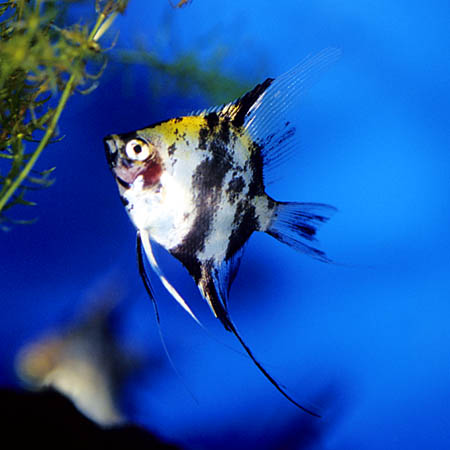Pterophyllum "scalare"; red-headed marbled form