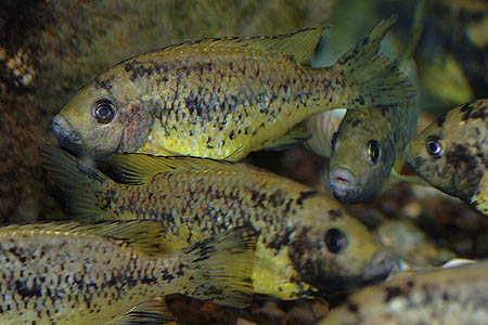 Pungu maclareni