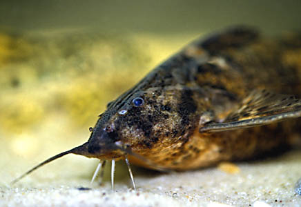 Fog Talking Catfish (Rhinodoras boehlkei)