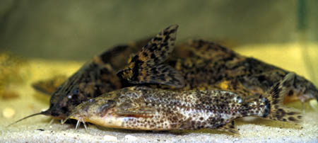 Fog Talking Catfish (Rhinodoras boehlkei)