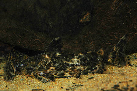 Rhinodoras dorbygnyi
