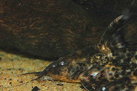 Rhinodoras dorbygnyi