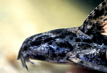 Parrot Doradid (Rhynchodoras woodsi)