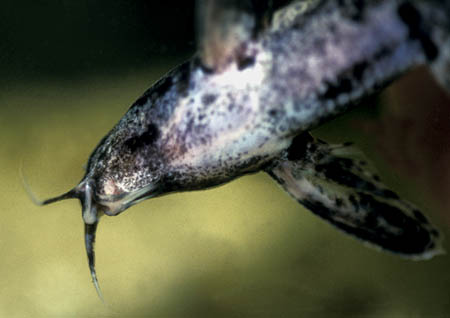 Parrot Doradid (Rhynchodoras woodsi)