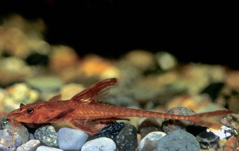 Rineloricaria sp. - L010a