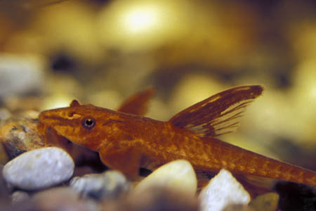 Rineloricaria sp. - L010a