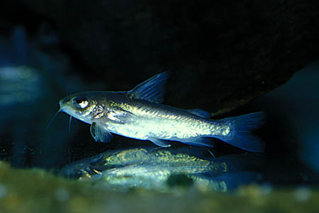 Deccan Rita (Rita kuturnee)