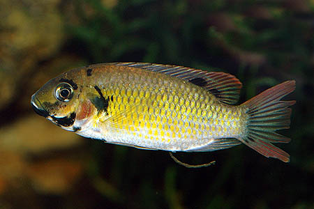 Sarotherodon melanotheron melanotheron