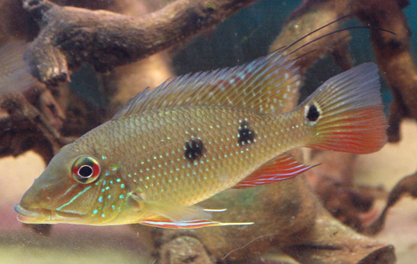 Subadult from the U.K. aquarium trade.
