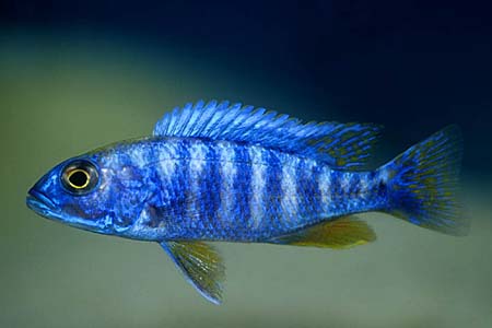 Sciaenochromis fryeri male