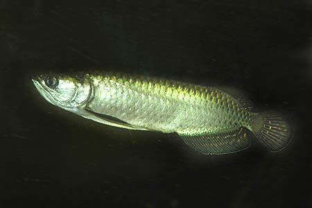 Australian Arowana (Scleropages jardinii)
