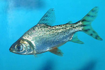 Semaprochilodus insignis juvenile
