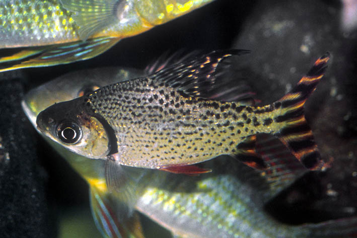 Semaprochilodus taeniurus juvenile