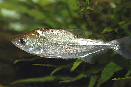 Under-nourished (notice the depressed dorsum) Serrasalmus elongatus juvenile