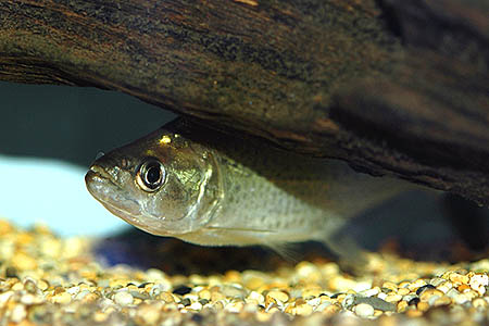 Serrasalmus elongatus juvenile