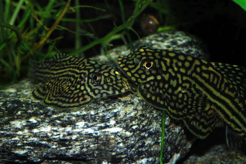 Adult pair - female on left.