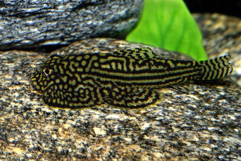 This species is among the most attractive balitorids yet seen.
