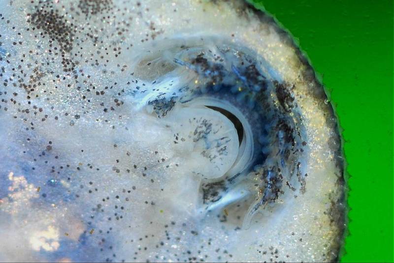 Mouth detail.