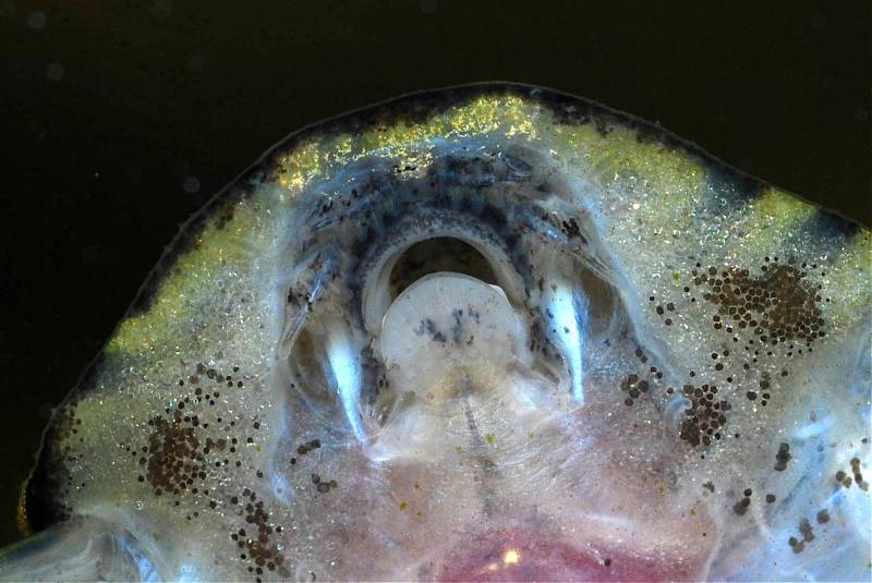 Another mouth detail image with barbels clearly visible.