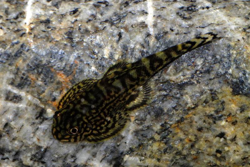Young adult specimen.