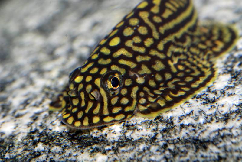Adult male with tuberculated snout and pectoral-fin rays.