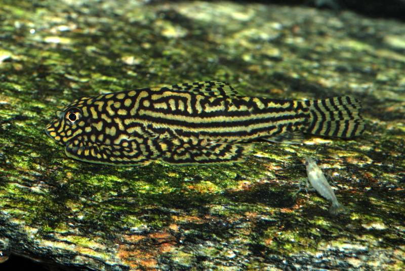 ...and the opposite flank of the same specimen.