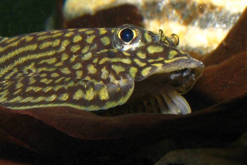 The tubercules on the snout and raised rows of soft, raised, tuberculated tissue on the anterior pectoral rays are clearly visible here.