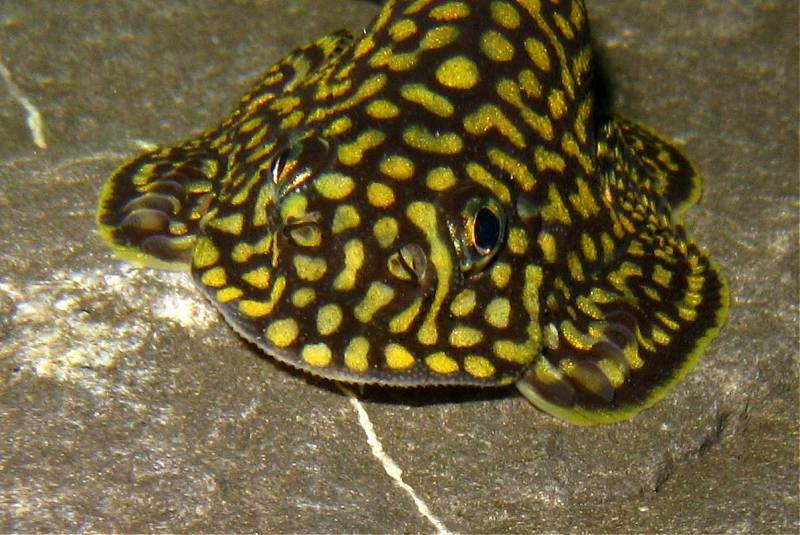 The raised rows of soft, tuberculated tissue on the pectoral fins of mature males have been dubbed 'fences' by hobbyists.