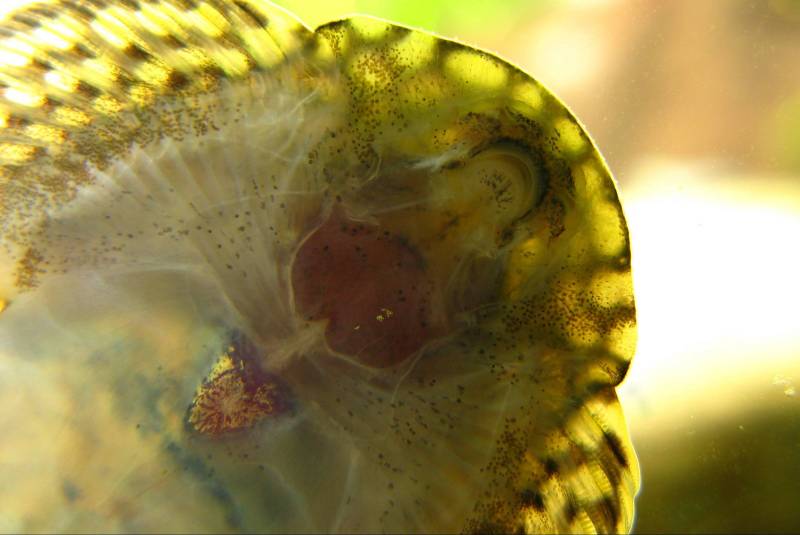 Underside of head and anterior portion of body with heart visible.