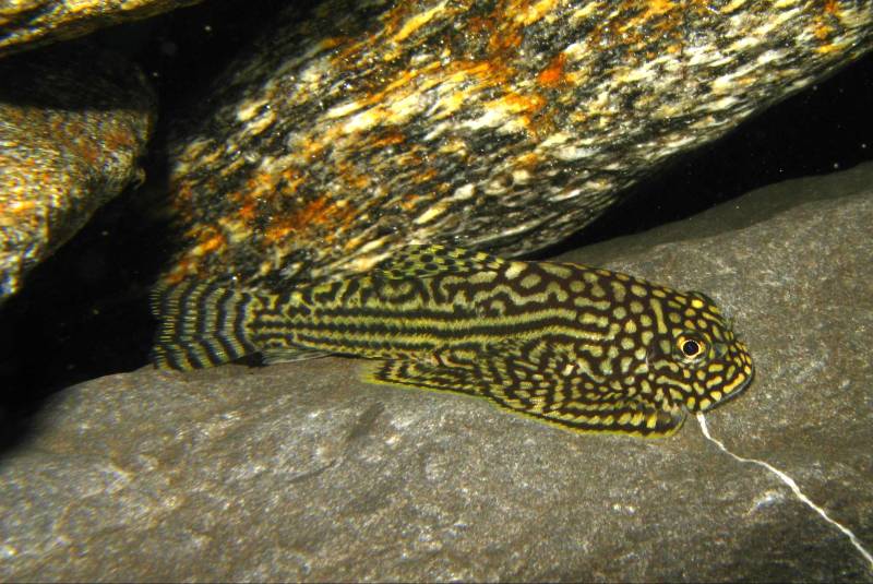 All Sewellia spp. enjoy grazing rocky surfaces.