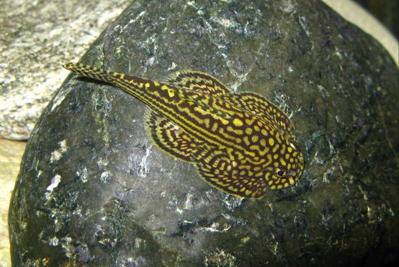 Some specimens have particularly bright colouration.