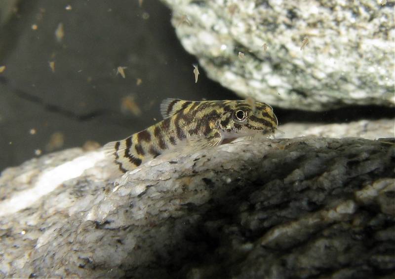 Another F2 juvenile specimen.