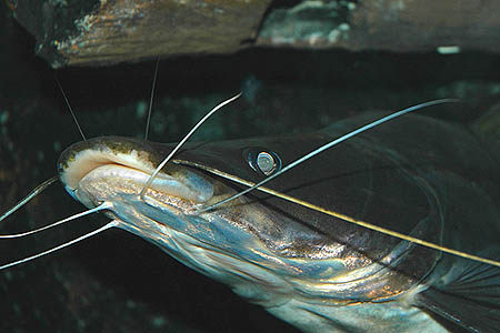 Sperata aor