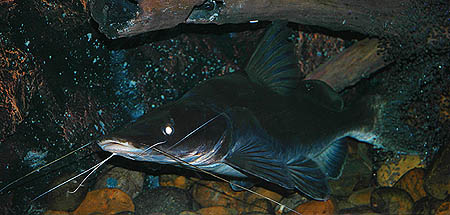 Sperata aor