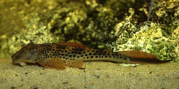 Squaliforma cf. emarginata
