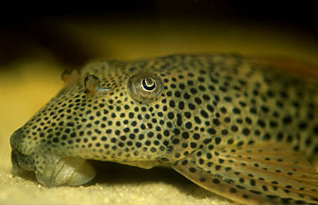 Squaliforma cf. emarginata