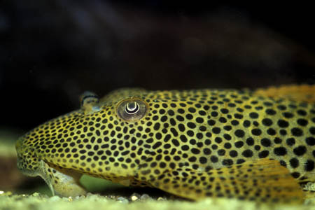 Squaliforma cf. emarginata