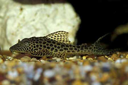 Blue Fin Thresher Pleco, L093, L153, L195 (Squaliforma villarsi)