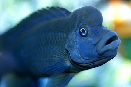 Steatocranus casuarius adult male