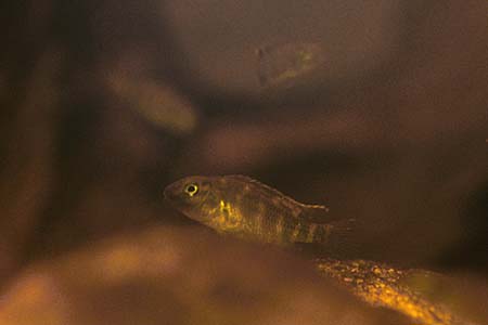 Steatocranus casuarius juvenile